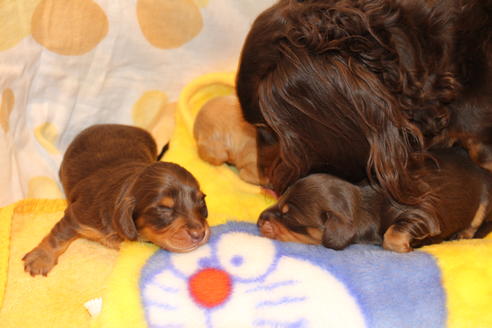 成約済の愛知県のカニンヘンダックスフンド(ロングヘアード)-60573の28枚目