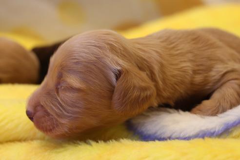 成約済の愛知県のカニンヘンダックスフンド(ロングヘアード)-60577の24枚目