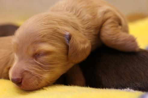 成約済の愛知県のカニンヘンダックスフンド(ロングヘアード)-60577の23枚目