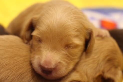 成約済の愛知県のカニンヘンダックスフンド(ロングヘアード)-60577の22枚目