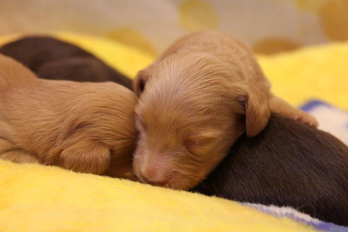 成約済の愛知県のカニンヘンダックスフンド(ロングヘアード)-60577の21枚目
