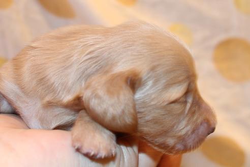 成約済の愛知県のカニンヘンダックスフンド(ロングヘアード)-60577の20枚目