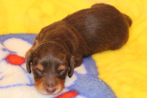 成約済の愛知県のカニンヘンダックスフンド(ロングヘアード)-60572の33枚目