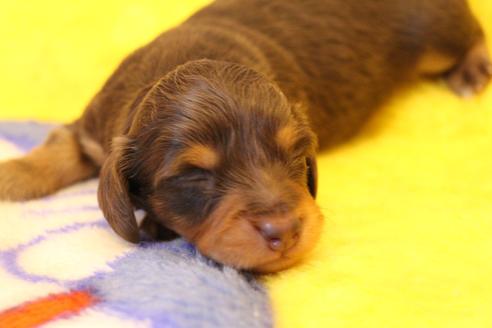 成約済の愛知県のカニンヘンダックスフンド(ロングヘアード)-60572の31枚目