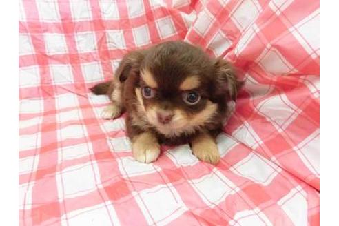 成約済の福岡県のチワワ(ロングコート)-61133の1枚目