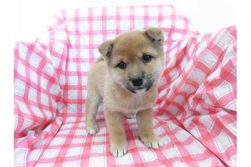 成約済の福岡県の柴犬-61136の1枚目