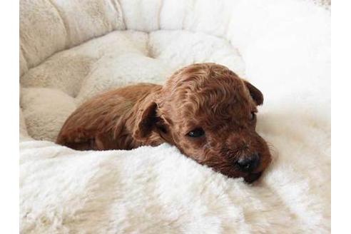 成約済の福岡県のトイプードル-61140の1枚目