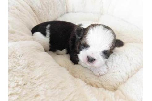 成約済の福岡県のシーズー-61143の1枚目