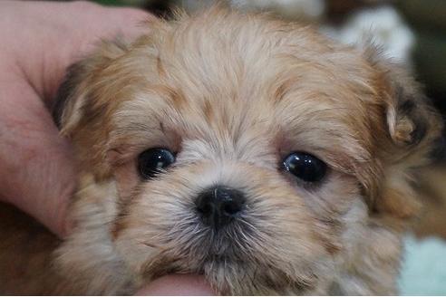 成約済の京都府のミックス犬-61151の1枚目