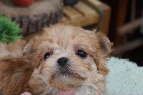 成約済の京都府のミックス犬-61151の3枚目