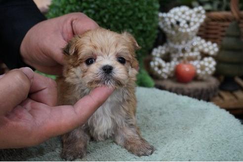 成約済の京都府のミックス犬-61151の2枚目