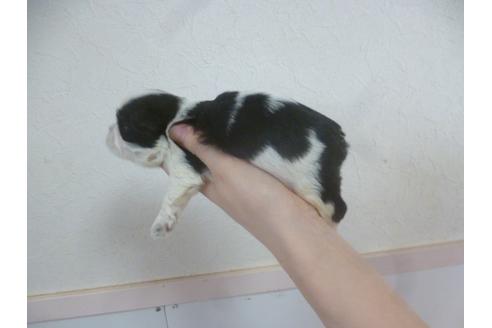 成約済の福岡県のシーズー-61153の1枚目