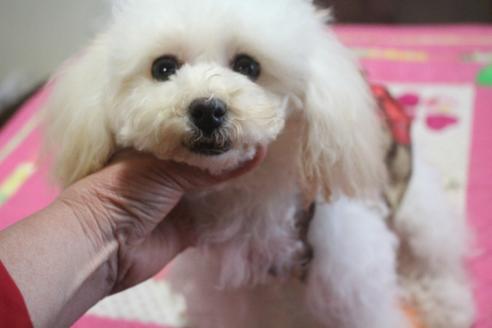 成約済の奈良県のトイプードル-58443の1枚目