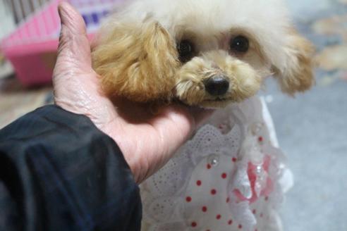 成約済の奈良県のトイプードル-52360の9枚目
