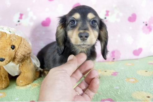 成約済の兵庫県のミニチュアダックスフンド(ロングヘアード)-59574の1枚目