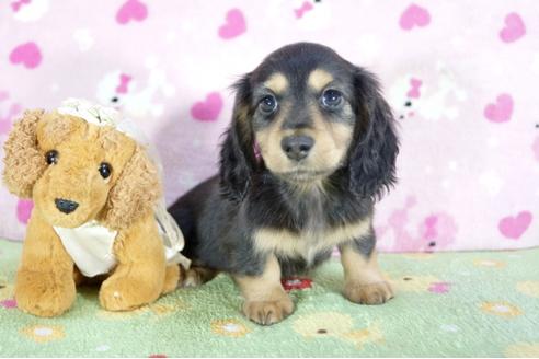 成約済の兵庫県のミニチュアダックスフンド(ロングヘアード)-59574の3枚目