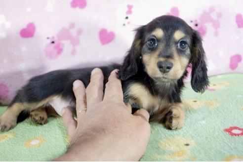 成約済の兵庫県のミニチュアダックスフンド(ロングヘアード)-59574の2枚目