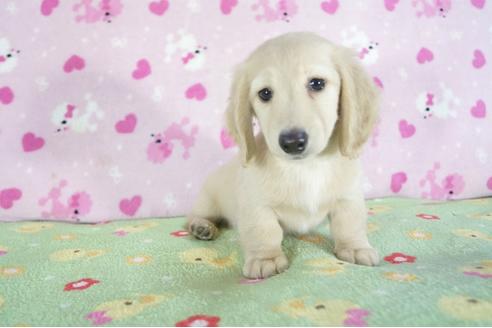 成約済の兵庫県のミニチュアダックスフンド(ロングヘアード)-59568の1枚目