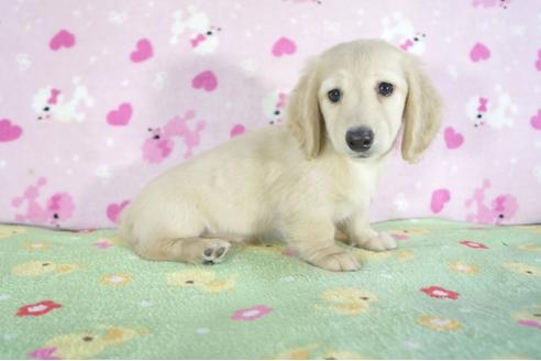 成約済の兵庫県のミニチュアダックスフンド(ロングヘアード)-59568の2枚目