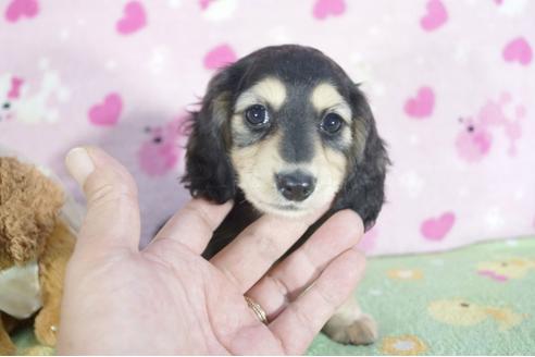 成約済の兵庫県のミニチュアダックスフンド(ロングヘアード)-59571の1枚目