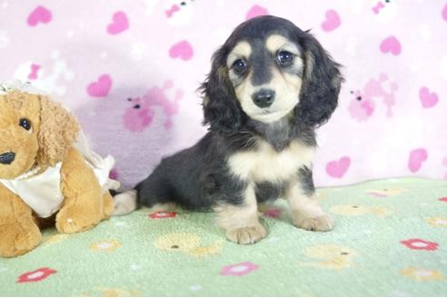 成約済の兵庫県のミニチュアダックスフンド(ロングヘアード)-59571の3枚目