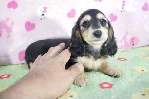 成約済の兵庫県のミニチュアダックスフンド(ロングヘアード)-59571の2枚目