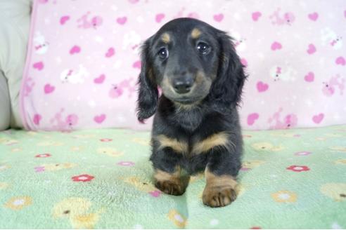 成約済の兵庫県のミニチュアダックスフンド(ロングヘアード)-59569の1枚目