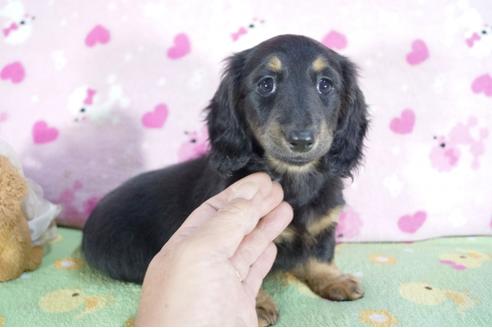 成約済の兵庫県のミニチュアダックスフンド(ロングヘアード)-59569の3枚目