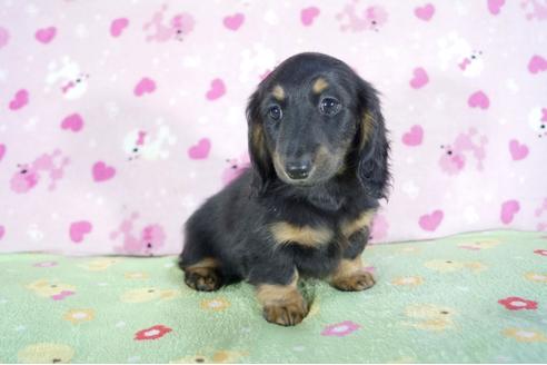 成約済の兵庫県のミニチュアダックスフンド(ロングヘアード)-59569の2枚目