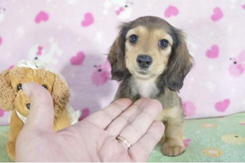 成約済の兵庫県のミニチュアダックスフンド(ロングヘアード)-59572の1枚目