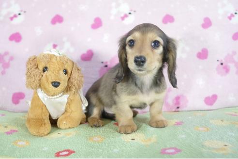 成約済の兵庫県のミニチュアダックスフンド(ロングヘアード)-59572の3枚目