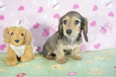 成約済の兵庫県のミニチュアダックスフンド(ロングヘアード)-59572の2枚目