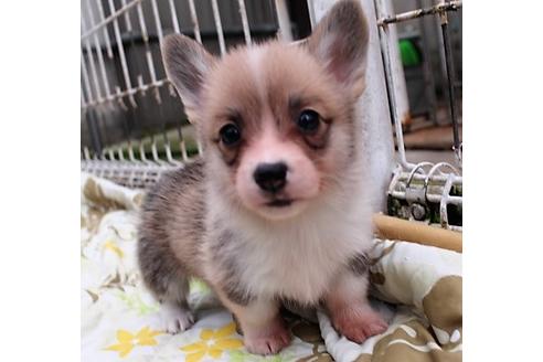 成約済の石川県のウェルシュコーギーペンブローク-61176の7枚目