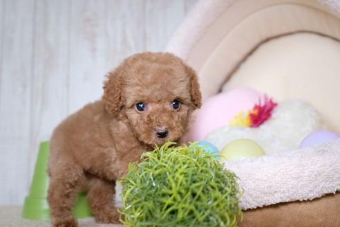 成約済の滋賀県のトイプードル-60176の1枚目