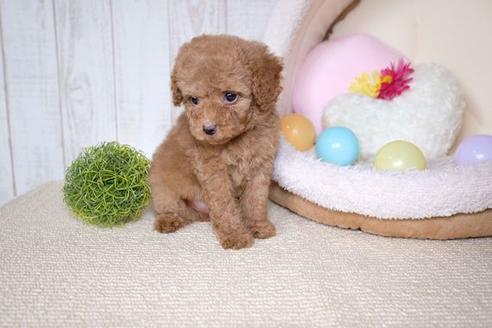 成約済の滋賀県のトイプードル-60176の5枚目