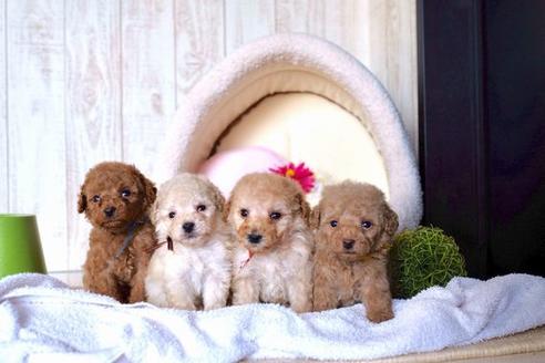 成約済の滋賀県のトイプードル-60176の4枚目