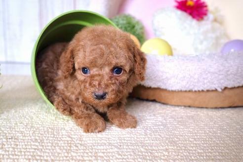 成約済の滋賀県のトイプードル-60176の3枚目