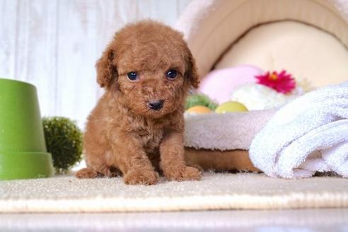 成約済の滋賀県のトイプードル-60176の2枚目