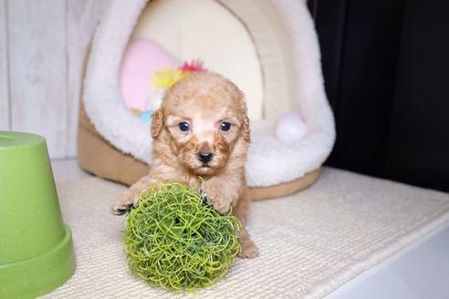 成約済の滋賀県のトイプードル-60696の1枚目