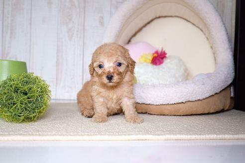 成約済の滋賀県のトイプードル-60696の5枚目