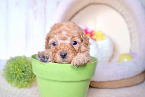 成約済の滋賀県のトイプードル-60696の3枚目