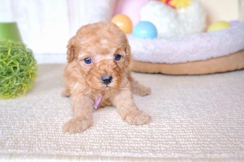 成約済の滋賀県のトイプードル-60696の2枚目