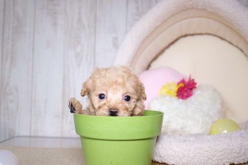 成約済の滋賀県のトイプードル-60697の1枚目