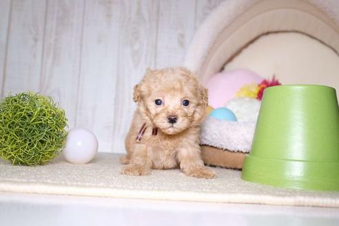 成約済の滋賀県のトイプードル-60697の5枚目