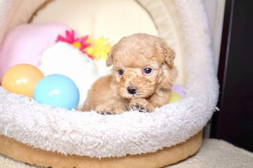 成約済の滋賀県のトイプードル-60697の3枚目