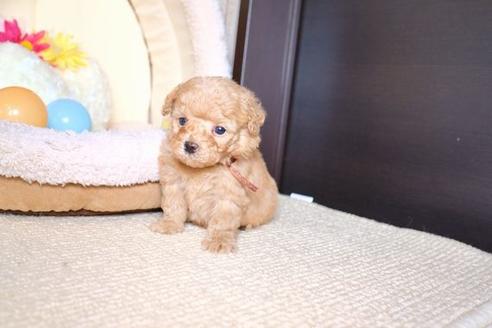 成約済の滋賀県のトイプードル-60697の2枚目