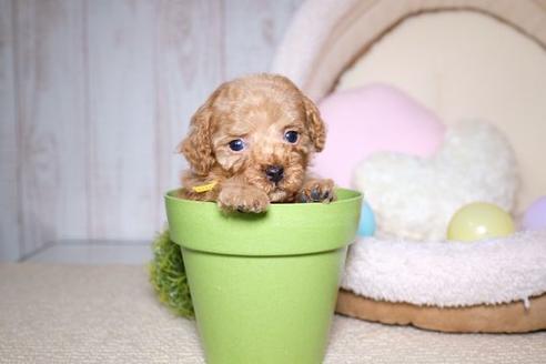 成約済の滋賀県のトイプードル-60698の1枚目