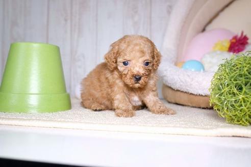 成約済の滋賀県のトイプードル-60698の5枚目
