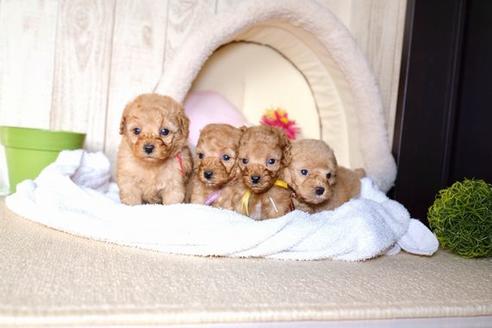 成約済の滋賀県のトイプードル-60698の4枚目