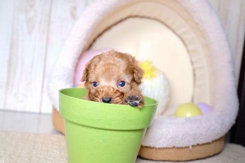 成約済の滋賀県のトイプードル-60698の3枚目